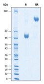 SDS-PAGE (SLAMF7-051H).jpg